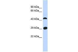 C4ORF22 antibody used at 1 ug/ml to detect target protein. (C4orf22 抗体  (N-Term))