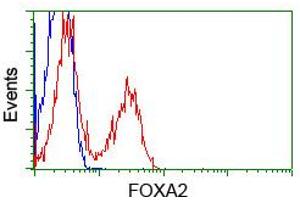 Image no. 2 for anti-Forkhead Box A2 (FOXA2) (AA 300-458) antibody (ABIN1491367) (FOXA2 抗体  (AA 300-458))