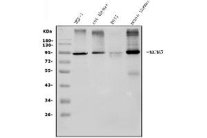 Western blot analysis of MCM5 using anti-MCM5 antibody (ABIN7600583).
