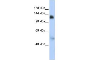 WB Suggested Anti-NFX1 Antibody Titration:  0. (NFX1 抗体  (Middle Region))