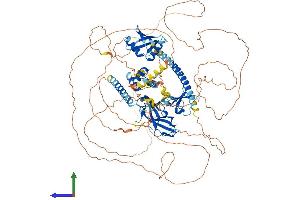 Protein Structure (PS) image for Neighbor of BRCA1 Gene 1 (NBR1) (AA 1-966) protein (His tag) (ABIN7554691)