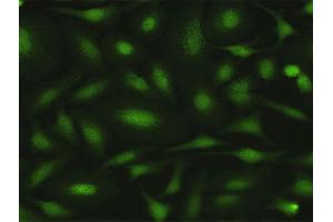Immunofluorescence of purified MaxPab antibody to MPZL1 on HeLa cell. (MPZL1 抗体  (AA 1-269))