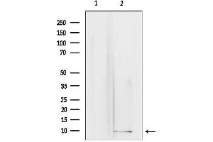 anti-Guanine Nucleotide Binding Protein (G Protein), gamma 3 (GNG3) (N-Term) antibody