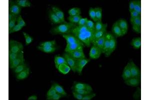 Immunofluorescence staining of HepG2 cells with ABIN7160361 at 1:133, counter-stained with DAPI. (MBNL3 抗体  (AA 116-211))