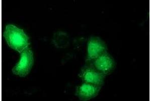 Anti-DNAJB1 mouse monoclonal antibody (ABIN2454094) immunofluorescent staining of COS7 cells transiently transfected by pCMV6-ENTRY DNAJB1 (RC201762). (DNAJB1 抗体)