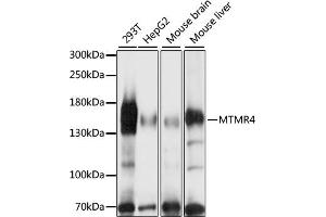Western blot analysis of extracts of various cell lines, using MTMR4 antibody (ABIN7268764) at 1:1000 dilution. (MTMR4 抗体  (AA 920-1195))