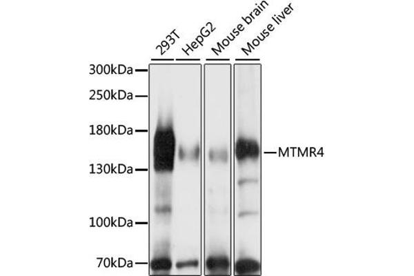 MTMR4 anticorps  (AA 920-1195)