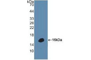 Western blot analysis of recombinant Human DEFa1. (alpha Defensin 1 抗体  (AA 20-94))