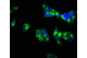 Immunofluorescence staining of Hela cells with ABIN7157894 at 1:66, counter-stained with DAPI. (Laminin gamma 1 抗体  (AA 1333-1607))