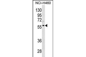 CCNL2 Antibody (Center) (ABIN656330 and ABIN2845629) western blot analysis in NCI- cell line lysates (35 μg/lane). (Cyclin L2 抗体  (AA 338-366))