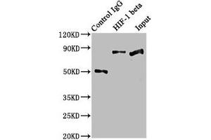 Immunoprecipitating HIF-1 beta in Hela whole cell lysate Lane 1: Rabbit control IgG instead of ABIN7127344 in Hela whole cell lysate. (Recombinant ARNT 抗体)