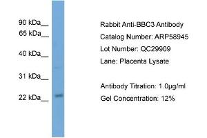 WB Suggested Anti-BBC3  Antibody Titration: 0. (PUMA 抗体  (N-Term))