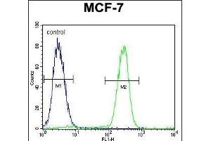 RACG Antibody (N-term) 1461a flow cytometric analysis of MCF-7 cells (right histogram) compared to a negative control cell (left histogram). (RACGAP1 抗体  (N-Term))