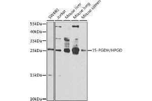 Western blot analysis of extracts of various cell lines, using 15-PGDH/15-PGDH/HPGD antibody (ABIN6127305, ABIN6141966, ABIN6141967 and ABIN6222666) at 1:1000 dilution. (HPGD 抗体  (AA 1-266))