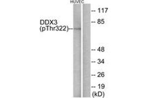 Western Blotting (WB) image for anti-DEAD (Asp-Glu-Ala-Asp) Box Polypeptide 3 (DDX3) (AA 466-515), (pThr322) antibody (ABIN1531578) (DDX3 抗体  (pThr322))