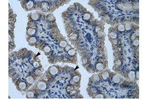 GIOT-1 antibody was used for immunohistochemistry at a concentration of 4-8 ug/ml to stain Epithelial cells of intestinal villus (arrows) in Human Intestine. (ZNF461 抗体  (N-Term))
