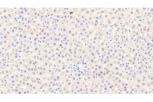 Detection of CASP12 in Rat Liver Tissue using Polyclonal Antibody to Caspase 12 (CASP12) (Caspase 12 抗体  (AA 1-244))