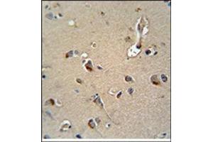 MPZ Antibody (C-term) Immunohistochemistry analysis in formalin fixed and Paraffin Embedded Human brain tissue followed by peroxidase conjugation of the secondary antibody and DAB staining. (MPZ 抗体  (C-Term))