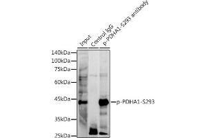 Immunoprecipitation analysis of 300 μg extracts of NIH/3T3 cells using 3 μg Phospho-PDH-S293 antibody (ABIN7269768). (PDHA1 抗体  (pSer293))