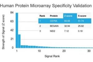 Analysis of HuProt(TM) microarray containing more than 19,000 full-length human proteins using CD79a antibody (clone IGA/1790R). (Recombinant CD79a 抗体  (AA 202-216))
