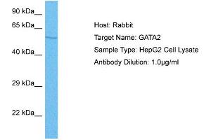 Host: Rabbit Target Name: GATA2 Sample Tissue: Human HepG2 Whole Cell Antibody Dilution: 1ug/ml (GATA2 抗体  (N-Term))