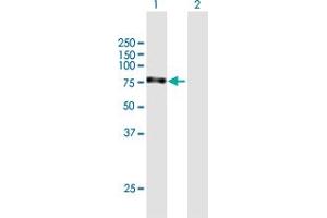 Western Blot analysis of MYNN expression in transfected 293T cell line by MYNN MaxPab polyclonal antibody. (Myoneurin 抗体  (AA 1-610))