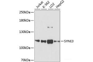 Western blot analysis of extracts of various cell lines using SYNE3 Polyclonal Antibody at dilution of 1:3000. (Nesprin3 抗体)