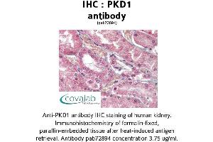 Image no. 2 for anti-Polycystic Kidney Disease 1 (Autosomal Dominant) (PKD1) (C-Term) antibody (ABIN1738122)