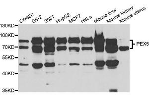Western blot analysis of extracts of various cell lines, using PEX5 antibody. (PEX5 抗体)