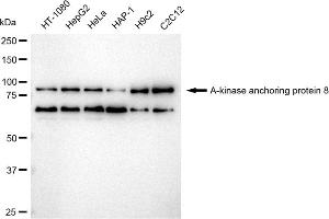 Western blotting analysis using A-kinase anchoring protein 8 antibody (ABIN7797434). (Recombinant AKAP8 抗体)