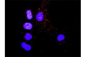 Proximity Ligation Analysis of protein-protein interactions between CRK and SHC1. (Crk 抗体  (AA 1-204))