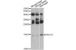 Western blot analysis of extracts of various cell lines, using PDCD5 Antibody (ABIN5974400) at 1/500 dilution. (PDCD5 抗体)