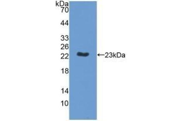 MPP6 anticorps  (AA 331-503)