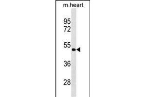 PCOLCE2 Antibody (Center) (ABIN1881638 and ABIN2838940) western blot analysis in mouse heart tissue lysates (35 μg/lane). (PCOLCE2 抗体  (AA 201-230))
