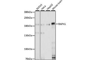 Western blot analysis of extracts of various cell lines, using RAPH1 antibody. (RAPH1 抗体)