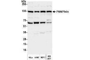 Western Blotting (WB) image for anti-Pinin, Desmosome Associated Protein (PNN) (C-Term) antibody (ABIN7451967) (PNN 抗体  (C-Term))