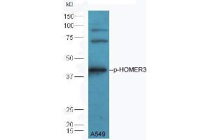 A549 lysate probed with Rabbit Anti-HOMER3 (Thr36) Polyclonal Antibody  at 1:5000 90min in 37˚C. (HOMER3 抗体  (pThr36))