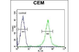 Y2B Antibody (N-term) (ABIN654651 and ABIN2844347) flow cytometric analysis of CEM cells (right histogr) compared to a negative control cell (left histogr). (AMY2B 抗体  (N-Term))