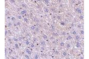 Immunohistochemistry of F1Aα in mouse liver tissue with F1Aalpha antibody at 5 μg/ml. (FEM1B 抗体  (C-Term))