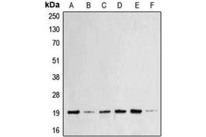 Western blot analysis of BAX expression in MCF7 (A), HeLa (B), A431 (C), HEK293T (D), Raw264.