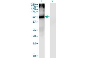 Western Blot analysis of CHRNA5 expression in transfected 293T cell line by CHRNA5 monoclonal antibody (M01), clone 7D3. (CHRNA5 抗体  (AA 38-131))