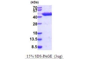 SDS-PAGE (SDS) image for Glutamic-Oxaloacetic Transaminase 1, Soluble (Aspartate Aminotransferase 1) (GOT1) (AA 1-413) (Active) protein (His tag) (ABIN5854232) (GOT1 Protein (AA 1-413) (His tag))