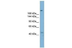 RBBP6 antibody used at 1 ug/ml to detect target protein. (RBBP6 抗体  (N-Term))