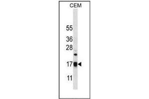 Western blot analysis of MRPS12 in CEM cell line lysates (35ug/lane). (MRPS12 抗体  (Middle Region))
