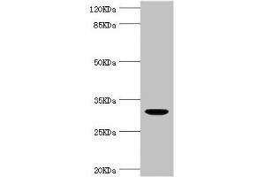 Western blot All lanes: KLK10 antibody at 1. (Kallikrein 1 抗体  (AA 35-276))