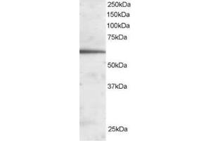 Image no. 1 for anti-Forkhead Box A2 (FOXA2) (C-Term) antibody (ABIN374335) (FOXA2 抗体  (C-Term))