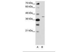 Image no. 1 for anti-Zinc Finger Protein 488 (ZNF488) (N-Term) antibody (ABIN6736221) (ZNF488 抗体  (N-Term))
