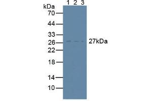 Figure. (CD81 抗体  (AA 113-201))