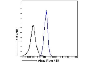 (ABIN571258) Flow cytometric analysis of paraformaldehyde fixed K562 cells (blue line), permeabilized with 0. (DCTN3 抗体  (Internal Region))
