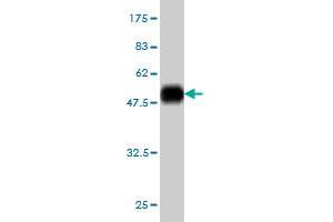 Western Blot detection against Immunogen (52. (SLC45A2 抗体  (AA 1-243))